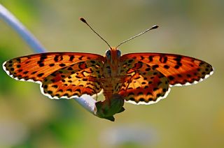 Benekli parhan (Melitaea didyma)