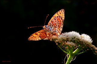 Benekli parhan (Melitaea didyma)