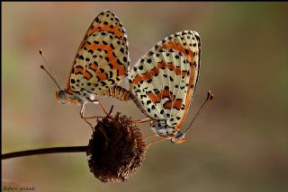 Benekli parhan (Melitaea didyma)