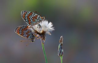 Benekli parhan (Melitaea didyma)