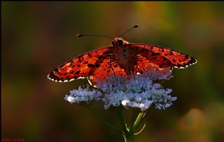 Benekli parhan (Melitaea didyma)