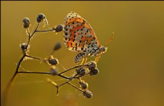 Benekli parhan (Melitaea didyma)