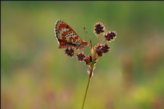 Benekli parhan (Melitaea didyma)