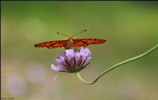 Benekli parhan (Melitaea didyma)