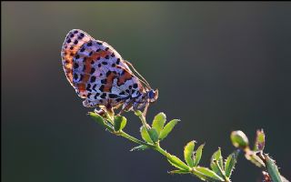Benekli parhan (Melitaea didyma)