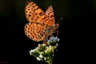 Benekli parhan (Melitaea didyma)