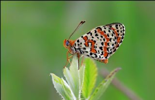 Benekli parhan (Melitaea didyma)