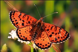 Benekli parhan (Melitaea didyma)