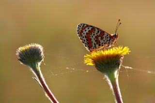 Benekli parhan (Melitaea didyma)