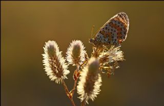 Benekli parhan (Melitaea didyma)