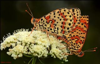 Benekli parhan (Melitaea didyma)
