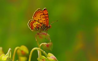 Benekli parhan (Melitaea didyma)