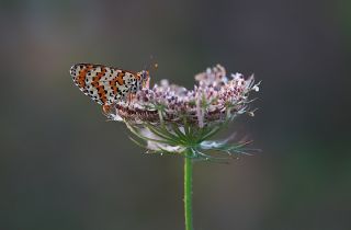 Benekli parhan (Melitaea didyma)