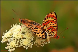 Benekli parhan (Melitaea didyma)
