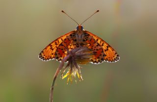 Benekli parhan (Melitaea didyma)