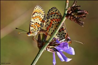 Benekli parhan (Melitaea didyma)