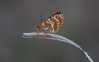 Benekli parhan (Melitaea didyma)