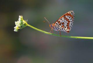 Benekli parhan (Melitaea didyma)