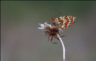 Benekli parhan (Melitaea didyma)