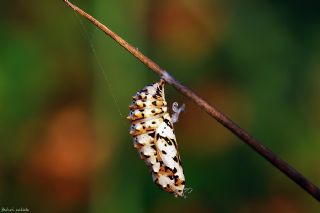 Benekli parhan (Melitaea didyma)