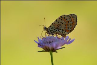 Benekli parhan (Melitaea didyma)