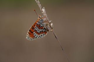 Benekli parhan (Melitaea didyma)