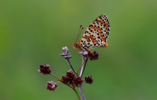 Benekli parhan (Melitaea didyma)