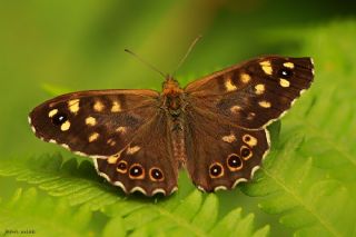 Kk Zpzp Perisi (Coenonympha pamphilus)