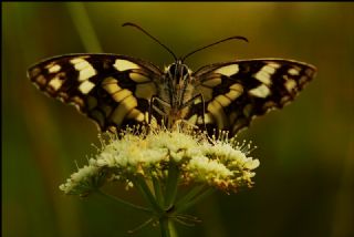 Orman Melikesi (Melanargia galathea)