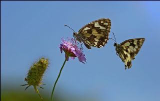 Orman Melikesi (Melanargia galathea)
