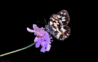 Orman Melikesi (Melanargia galathea)