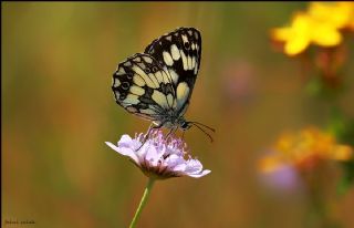 Orman Melikesi (Melanargia galathea)