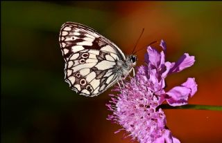 Orman Melikesi (Melanargia galathea)