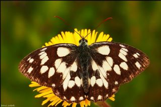 Orman Melikesi (Melanargia galathea)