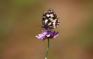Orman Melikesi (Melanargia galathea)