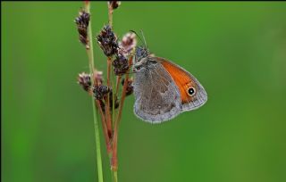 Kk Zpzp Perisi (Coenonympha pamphilus)