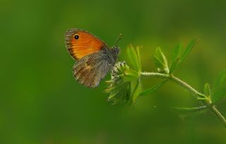 Kk Zpzp Perisi (Coenonympha pamphilus)