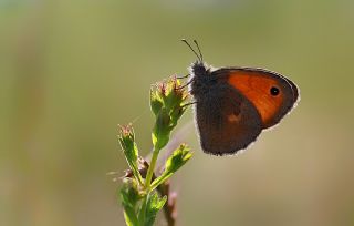 Kk Zpzp Perisi (Coenonympha pamphilus)