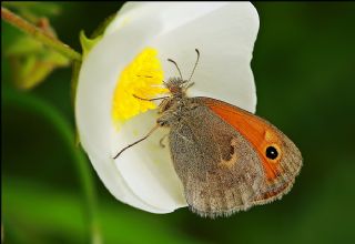 Kk Zpzp Perisi (Coenonympha pamphilus)