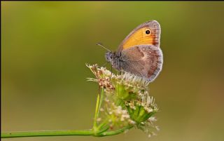 Kk Zpzp Perisi (Coenonympha pamphilus)