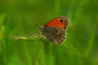 Kk Zpzp Perisi (Coenonympha pamphilus)