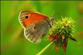 Kk Zpzp Perisi (Coenonympha pamphilus)