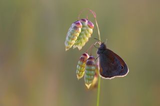 Kk Zpzp Perisi (Coenonympha pamphilus)