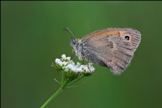 Kk Zpzp Perisi (Coenonympha pamphilus)