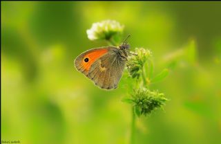 Kk Zpzp Perisi (Coenonympha pamphilus)