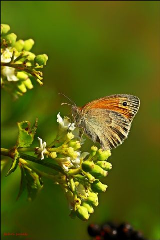 Kk Zpzp Perisi (Coenonympha pamphilus)