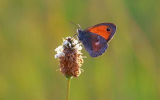 Kk Zpzp Perisi (Coenonympha pamphilus)