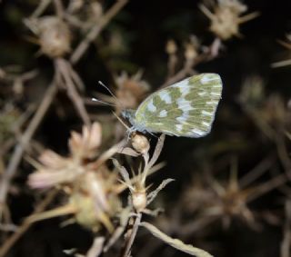 Yeni Beneklimelek (Pontia edusa)