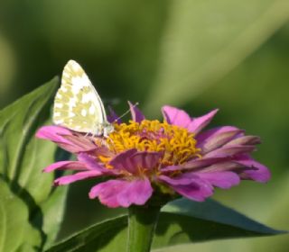 Yeni Beneklimelek (Pontia edusa)