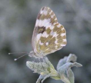 Yeni Beneklimelek (Pontia edusa)
